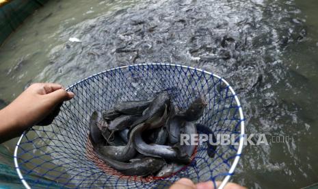 Pekerja memanen ikan lele yang dibudidayakan. 