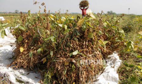 Menteri Perdagangan Zulkifli Hasan mengatakan, pemerintah segera merumuskan harga jual kedelai di tingkat petani sebesar Rp 15 ribu per kg.