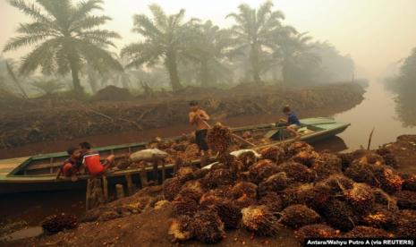 Seorang pekerja menurunkan buah kelapa sawit di perkebunan kelapa sawit di Gambut Jaya, Provinsi Jambi. (Foto: Antara/Wahyu Putro A via REUTERS)