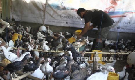 Peternak memberi makan ayam jenis jawa super di Cangkringan, Sleman, DI Yogyakarta, Selasa (12/5/2020). Sejumlah peternak mengaku harga ayam jawa super atau ayam kampung mengalami kenaikan dari harga Rp26