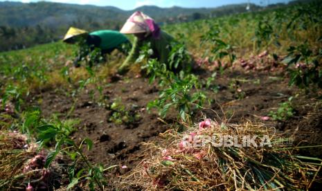 Petani memanen bawang merah saat panen (ilustrasi)