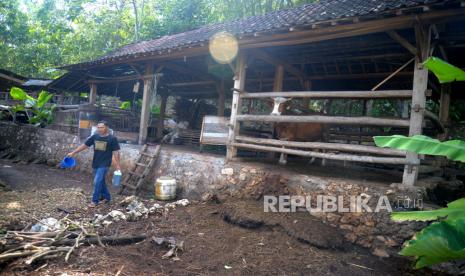 Warga menyiram cairan formalin untuk mensterilisasi lingkungan kandang ternak di Pedukuhan Jati, Semanu, Gunungkidul, DI Yogyakarta, Kamis (6/7/2023). 