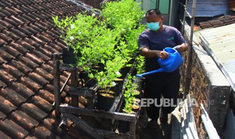 Presiden mengajak seluruh kepala daerah dan juga masyarakat agar memanfaatkan lahan sekecil apapun untuk menanam sehingga produksi kebutuhan pangan terus terjaga. (ilustrasi)