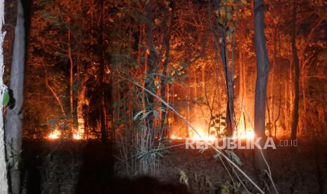 Api membakar semak dan pepohonan di hutan Petak 42 E, KRPH Bungatan, BKPH Panarukan,  Situbondo, Jawa Timur, Selasa (24/8/2021). Kebakaran hutan lindung yang merambat ke hutan produksi dan lahan warga hingga puluhan hektare itu terjadi diduga akibat ulah orang tidak bertanggung jawab yang membuka lahan dan pencari burung yang membakar dedaunan jati kering. 