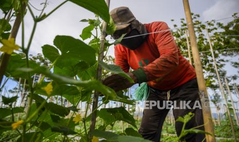 ilustrasi tanaman sayur.