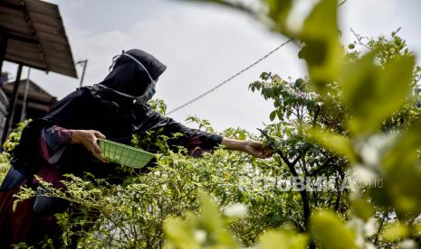 Warga memanen tanaman cengek di area Kampung Berkebun, Jalan Citepus, Kota Bandung, Senin (13/4). Gerakan Urban Farming Siaga Covid-19 yang diinisiasi oleh Dinas Pangan dan Pertanian Kota Bandung tersebut bertujuan agar masyarakat mampu memenuhi kebutuhan sayur dan buah secara mandiri saat pandemi Covid-19