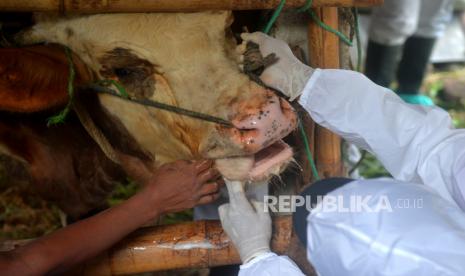 Veteriner FKH UGM melihat kondisi mulut hewan ternak yang terjangkit penyakit mulut dan kuku (PMK) di kandang terpadu Desa Bimomartani, Ngemplak, Sleman, Yogyakarta, Rabu (22/6/2022). Sapi milik warga yang terjangkit PMK di kandang terpadu warga menjadi fokus pemantauan Veteriner. Veteriner hanya memberikan antibiotik dan vitamin untuk menjaga kondisi dan mempercepat penyembuhan sapi yang terjangkit.