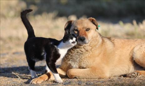 Amerika Serikat (AS) mengumumkan penangguhan sementara impor anjing dari lebih dari 100 negara dengan risiko tinggi rabies.