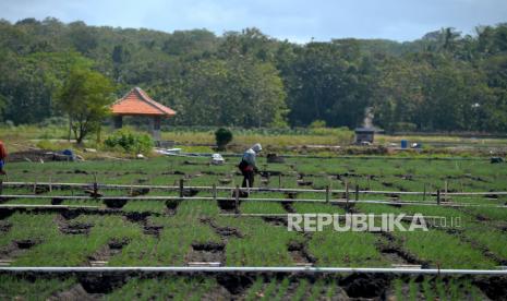 Pemerintah Kabupaten (Pemkab) Garut menggelar panen raya bawang merah di Desa Sukamanah, Kecamatan Bayongbong, Kabupaten Garut, Kamis (15/12/2022). 