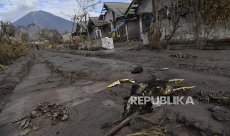 Seekor ayam yang mati tergeletak di jalan di Dusun Curah Koboan, Pronojiwo, Lumajang, Jawa Timur, Rabu (8/12/2021). Dusun Curah Kobokan merupakan salah satu lokasi terparah terdampak awan panas guguran Gunung Semeru dan salah satu dusun terdekat dengan kawah Gunung Semeru 