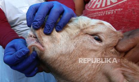 Petugas kesehatan Dinas Pertanian dan Pangan Banyuwangi memeriksa kondisi kambing yang dijual untuk qurban di Banyuwangi, Jawa Timur, Kamis (22/6/2023). Pemeriksaan tersebut dilakukan untuk menjamin k