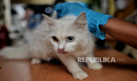 Vaksinator menyuntikan vaksin rabies kepada hewan peliharaan, ilustrasi