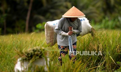 Petani membawa hasil panen padi di persawahan kawasan Minggir, Sleman, Yogyakarta, Selasa (5/12/2023). 