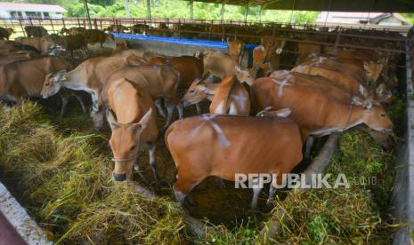 Sejumlah sapi indukan menjalani karantina di Instalasi Karantina Hewan, Pasir Jambak, Padang, Sumatera Barat, Kamis (23/12/2021). Dinas Peternakan dan Kesehatan Hewan (Disnak PKH) Sumatera Barat mendatangkan 300 ekor sapi dari Makassar, Sulawesi Selatan melalui program subsidi sapi indukan bunting kepada para peternak di Sumatera Barat untuk mempercepat peningkatan populasi sapi di dalam negeri. 