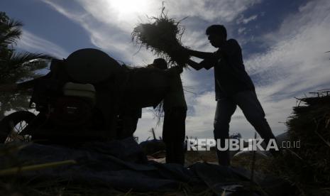 Petani memanen padi di ladang, di Banda Aceh, Indonesia, 11 Oktober 2021, di tengah pandemi COVID-19. Hasil Survei Kegiatan Dunia Usaha (SKDU) mengindikasikan bahwa kegiatan dunia usaha pada kuartal III 2021 tetap tumbuh positif, meskipun melambat