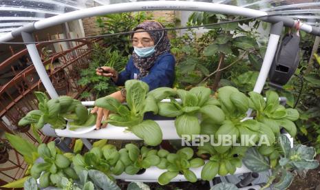 Seorang warga memanen sayuran Pakcoy yang ditanam menggunakan metode hidroponik, di Jati, Padang, Sumatera Barat, Rabu (3/2). Wakil Presiden Ma'ruf Amin menekankan pentingnya ketahanan pangan dimulai dari keluarga, sebagai unit terkecil dari masyarakat. 