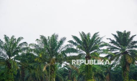 prof-hariyadi-membakar-kebun-sawit-sama-dengan-menghancurkan-investasi