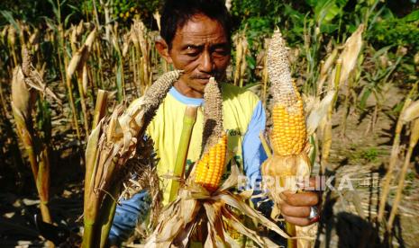 Seorang petani memperlihatkan tanaman jagung yang rusak terserang hama tikus di Desa Tarailu, Mamuju, Sulawesi Barat. Peningkatan kontribusi Kredit Usaha Rakyat (KUR) pada sektor pertanian masih dapat ditingkatkan. Data Badan Pusat Statistik (BPS) pada Februari 2021 menyatakan, sektor pertanian, kehutanan dan perikanan berkontribusi sebesar 29,59 persen angkatan kerja yang berdampak pada kinerja positif pada sektor ini selama beberapa kuartal sejak bergulirnya pandemi Covid-19.