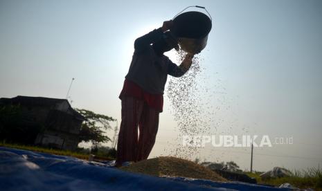 Petani memilah kotoran dengan gabah saat panen di Pundong, Bantul, Yogyakarta, Senin (9/10/2023). El Nino ikut mempengaruhi produktivitas petani. 