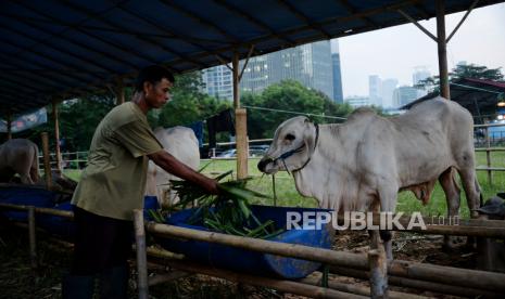 Peternak memberikan pakan hewan kurban di tempat penjualan hewan kurban di kawasan Kuningan, Jakarta, Rabu (6/7/2022). Empat hari menjelang Idul Adha 1443 Hijriah, pedagang mengaku mengalami peningkatan jumlah penjualan hewan kurban dengan total penjualan sebanyak 35 ekor sapi dari total stok sebanyak 50 sapi dan 20 ekor kambing dari total stok sebanyak 40 ekor kambing. Republika/Thoudy Badai