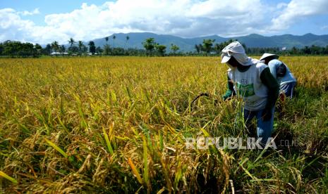 Petani memanen padi varietas cakra buana di lahan Balai Pengkajian Teknologi Pertanian (BPTP) Gorontalo di Kabila, Kabupaten Bone Bolango, Gorontalo, Rabu (16/3/2022). Bupati Bone Bolango, Hamim Pou, mendorong petani di Kabupaten Bone Bolango, Provinsi Gorontalo untuk dapat melakukan panen padi tiga kali dalam satu tahun. Hal itu dalam upaya meningkatkan produksi pertanian.