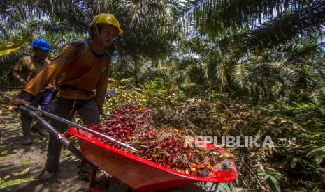 Pekerja memanen tandan buah segar sawit di kebun milik salah satu perusahaan sawit di Kalimantan.