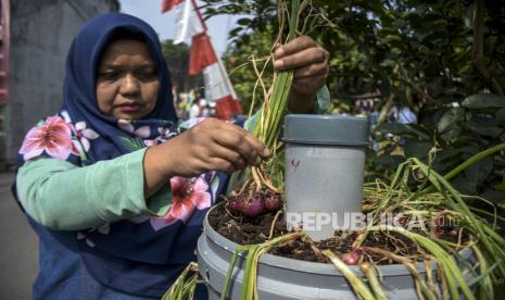 Warga memanen bawang merah dalam pot (ilustrasi). Kantor Perwakilan (KPw) Bank Indonesia (BI) Cirebon, Jawa Barat, mengajak pemerintah desa (pemdes) di Kabupaten Cirebon untuk Kantor Perwakilan (KPw) Bank Indonesia (BI) Cirebon, Jawa Barat, mengajak warg melakukan urban farming.