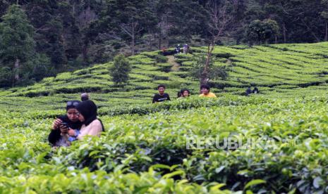 Sejumlah warga berwisata di kebun teh Gunung Mas, Puncak, Kabupaten Bogor, Jawa Barat (ilustrasi). Kementerian Pekerjaan Umum dan Perumahan Rakyat (PUPR) telah merampungkan pembangunan Rest Area Gunung Mas Puncak sebagai bagian dari dukungan penataan Kawasan Puncak, Kabupaten Bogor.