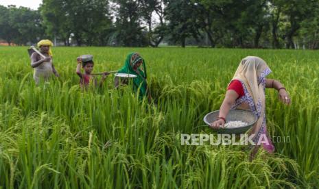  Petani India berjalan melewati sawah saat mereka kembali setelah bekerja hari itu di Prayagraj, India, Minggu, 20 September 2020. Petani India kesulitan membuang limbah jerami mereka.