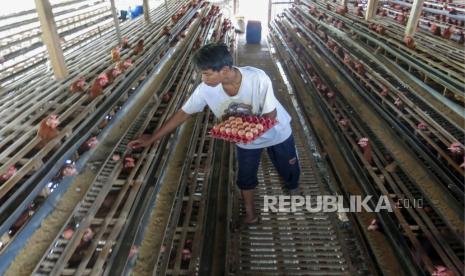 BPTP Gorontalo Bantu Peternak Kembangkan Ayam KUB (ilustrasi).