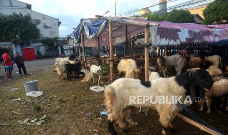 Penjual Hewan Qurban Tiban: Jelang Idul Adha Penjualan Masih Melambat (ilustrasi).