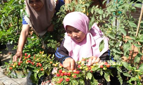 Sejumlah warga Kampung Caringin, Desa Mekarmukti, Kabupaten Garut, merawat tanaman yang ada di Halaman Rumah Masyarakat Terpadu (Harum Madu), Senin (25/9/2023). 