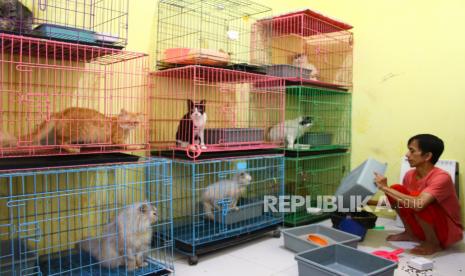 Pekerja merawat kucing di tempat penitipan hewan 