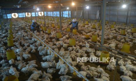 Petugas PLN melihat kandang ternak ayam dengan program Electrifying Agriculture milik warga di Kecamatan Parangloe, Kabupaten Gowa, Sulawesi Selatan, Rabu (14/12/2022). Harga ayam di tingkat peternak kembali anjlok menjadi Rp 18 ribu per kg.