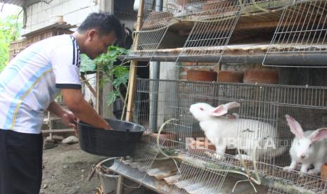 Peternak mencampur jamu tradisional berupa larutan kencur, jahe, gula merah serta bawang putih pada air minum kelinci pedaging peliharaannya. 