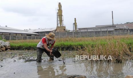 Petani mencangkul di persawahan sekitar kawasan industri Tempuran, Magelang, Jawa Tengah, Ahad (5/9/2021). Menteri Pertanian (Mentan) Syahrul Yasin Limpo menyatakan perubahan alih fungsi lahan pertanian berpotensi mempengaruhi produksi pertanian dan mengancam ketahanan pangan nasional. 