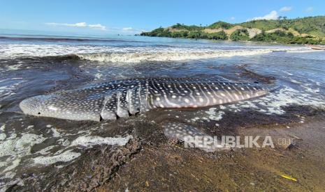 Seekor ikan hiu paus (Rhincodon typus) terdampar dan mati di tepi Pantai Bayeman, Tulungagung, Jawa Timur, Jumat (23/4/2021). Hiu paus muda yang diperkirakan berumur antara 2-3 tahun dengan panjang 7,4 meter dan lingkar badan dua meter itu terdampar di perairan dangkal Pantai Gemah sejak Kamis (22/4) sekitar pukul 17.30 WIB setelah tubuhnya terjerat jaring pukat nelayan. 