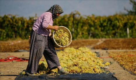 Para petani buah khawatir rugi besar karena tidak tersedianya tenaga kerja - Anadolu Agency