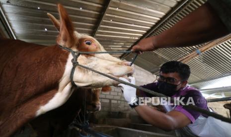 Petugas Dinas Ketahanan Pangan dan Peternakan memeriksa kondisi kesehatan sapi di tempat penggemukan sapi (ilustrasi).