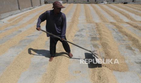 Pekerja menjemur gabah di area pengeringan sebuah usaha penggilingan padi di Langlang, Singosari, kabupaten Malang, Jawa Timur, Jumat (16/2/2024). Pengusaha penggilingan padi setempat menyebutkan harga gabah basah di tingkat petani sejak tiga bulan terakhir terus meningkat dari Rp650 ribu per kuintal menjadi Rp800 ribu per kuintal sehingga biaya produksi giling gabah  membengkak dan harga beras di pasaran juga turut naik dari Rp12.000 hingga mencapai Rp17.000 per kilogram terutama untuk beras kualitas premium. 