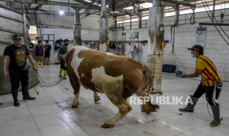 Petugas menggiring sapi kurban jenis simmental yang telah dibeli oleh Presiden Jokowi untuk disembelih di Rumah Potong Hewan (RPH) Cirangrang, Jalan Raya Kopo, Babakan Ciparay, Kota Bandung, Senin (11/7/2022). Presiden RI Joko Widodo menyumbangkan satu ekor sapi kurban Idul Adha 1443 H seberat 900 kilogram untuk DKM Masjid Raya Bandung Provinsi Jawa Barat yang nantinya akan dibagikan kepada fakir miskin dan masyarakat umum. Foto: Republika/Abdan Syakura