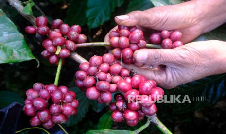 Petani memanen kopi Robusta petik merah di Desa Kali Banger, Gemawang, Temanggung, Jawa Tengah, Kamis (20/7/2023). 