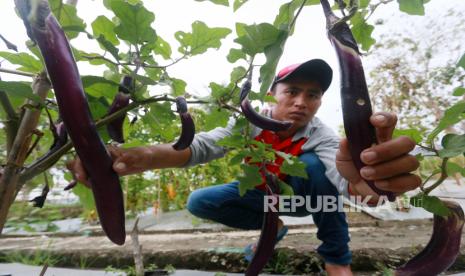 Hortikultura (ilustrasi). Pemkab Parigi Moutong menjami kemudahan investasi di antaranya di sektor prioritas seperti hortikultura.