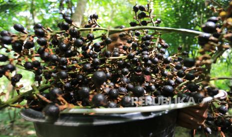 Petani memperlihatkan buah rotan atau buah jernang hasil budi daya saat panen di Desa Pulo Teugoh, Kecamatan Meureubo, Aceh Barat, Aceh, Jumat (4/8/2023). 