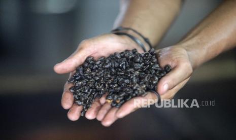 Biji kopi. Mencium aroma kopi, lemon, dan eukaliptus dapat membantu melatih indra penciuman untuk pulih dari Covid-19.