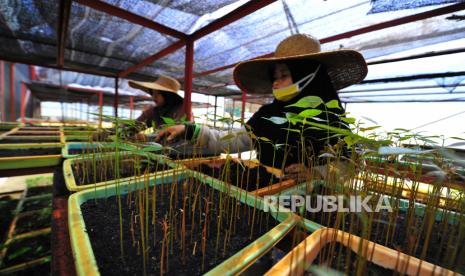 Pekerja merawat bibit mahoni (Swietenia mahagoni) yang siap ditanam di tempat Persemaian Permanen Balai Pengelolaan Daerah Aliran Sungai dan Hutan Lindung (BPDASHL) Batanghari, Jambi. Selain menargetkan pemulihan lahan kritis di sepanjang DAS Batanghari Sumatera Barat dan Jambi, Persemaian Permanen BPDASHL Batanghari. Menteri LHK Siti Nurbaya menargetkan restorasi 108 daerah aliran sungai (DAS) kritis.