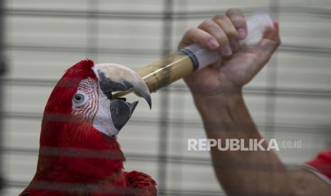 Petugas memberi pakan untuk burung macaw sayap biru (Ara chloropterus) yang sedang dirawat karena sakit di Taman Burung, Taman Mini Indonesia Indah (TMII), Jakarta, Sabtu (9/5/2020). Akibat ditutupnya TMII selama pandemi COVID-19, pengelola mengalami kesulitan penyediaan pakan untuk satwa-satwa koleksi sehingga mereka membuka donasi dengan target Rp180 juta untuk persediaan pakan Juni-Juli 2020