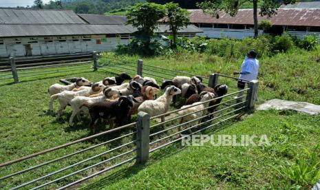 Peternak memeriksa domba Garut di Balai Pengembangan Pembibitan Ternak Domba dan Kambing (BPPTDK) Margawati, Kabupaten Garut, Jawa Barat, Rabu (17/3/2021). Balai pembibitan yang didirikan pemerintah Jawa Barat Tahun 1975 bertujuan untuk mempertahankan genetika serta peningkatan populasi domba yang hingga Maret 2021 sebanyak 1.700 ekor domba Garut. 