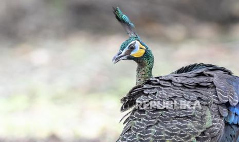 Seekor burung merak hijau jawa (Pavo muticus linnaeus) liar mencari makan di kawasan Taman Nasional Ujung Kulon, Pandeglang, Banten, Rabu (25/5/2022). Uni Internasional untuk Konservasi Alam (IUCN) mengklasifikasikan spesies merak hijau ke dalam kategori genting (endangered) dikarenakan perburuan dan perusakan habitat alami. ANTARA FOTO/Muhammad Adimaja/wsj.