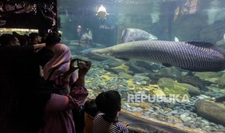 Pengunjung melihat ikan yang berada di dalam akuarium saat berwisata di Sea World Ancol Taman Impian, Jakarta Utara, Kamis (8/2/2024). 